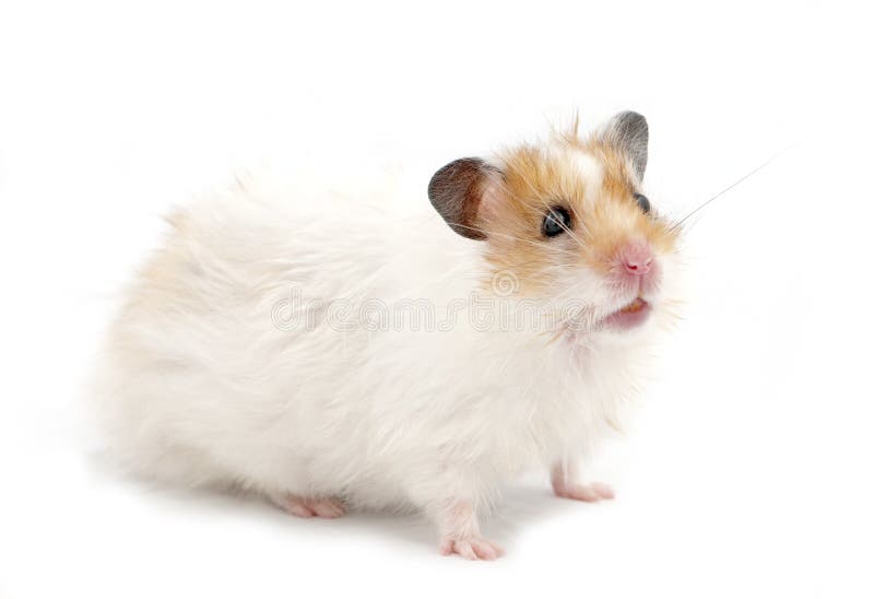 Syrian hamster stock image