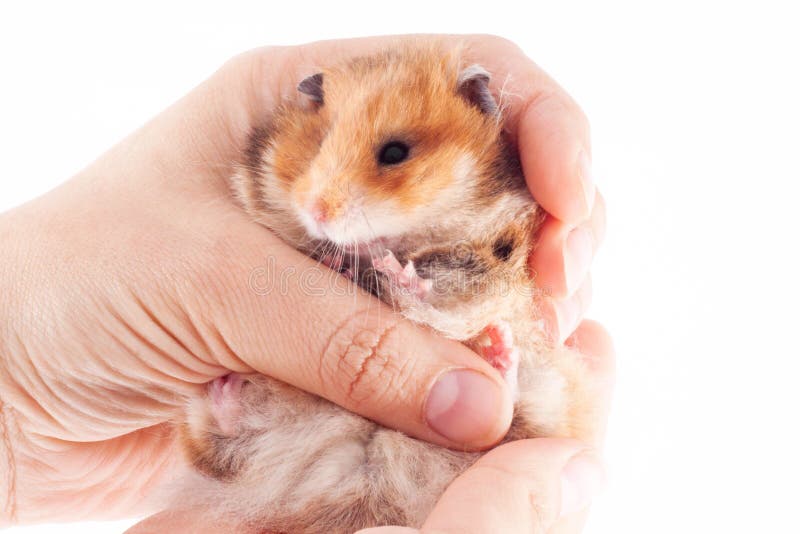 holding a hamster in closed hands holding a hamster in closed hands