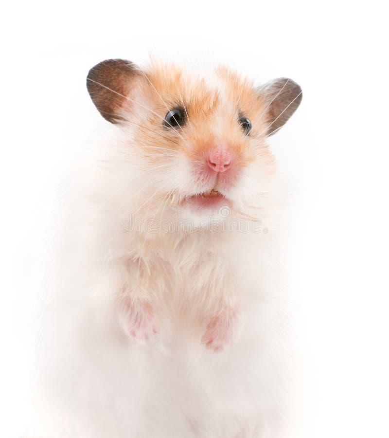 Syrian hamster portrait close-up stock photo