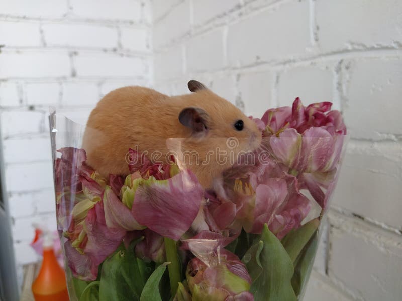 Syrian Hamster Sits in a Bouquet of Flowers Stock Image Image of
