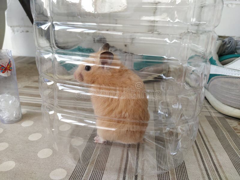 A Hamster Sitting in the Back Seat of a Car. Generative AI Image. Stock