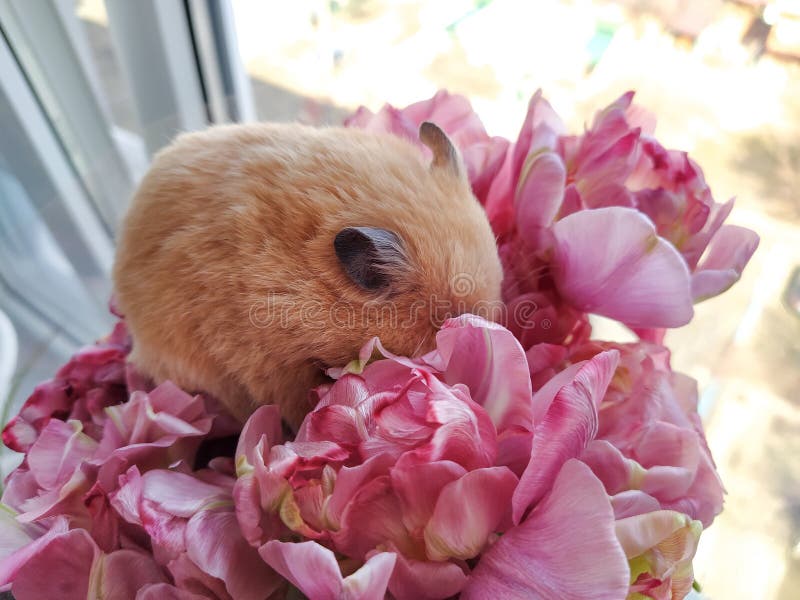 Syrian Hamster Sleeps in a Bouquet of Flowers Stock Image Image of