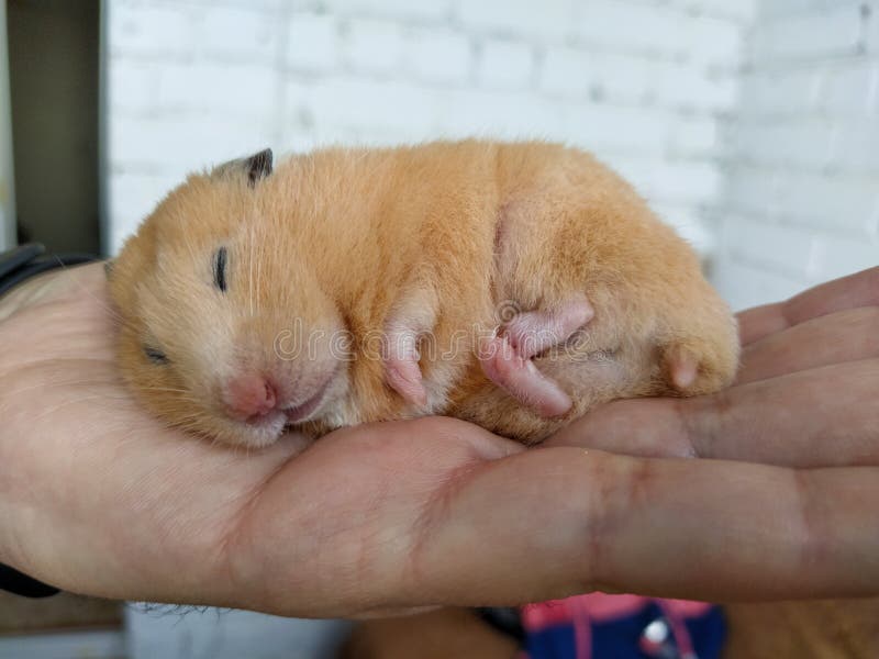 306 Hairy Massage Stock Photos Free & RoyaltyFree Stock Photos from