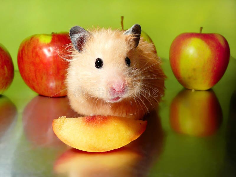 Syrian hamster with slice of peach and apples stock photos