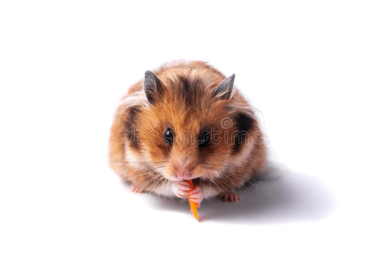 Syrian Hamster on a White Background Stock Image - Image of humorous, fluffy: 172523007 Syrian Hamster on a White Background Stock Image - Image of humorous, fluffy: 172523007