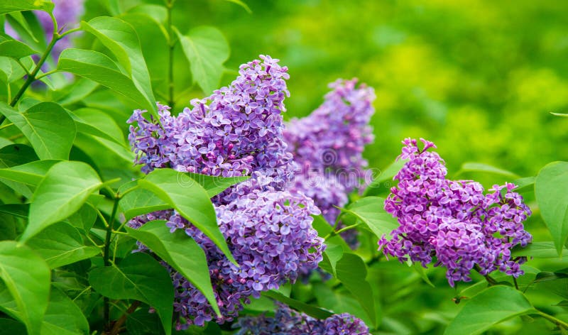 Syringa Lilac Species of Flowering Woody Plants in the Olive Family ...