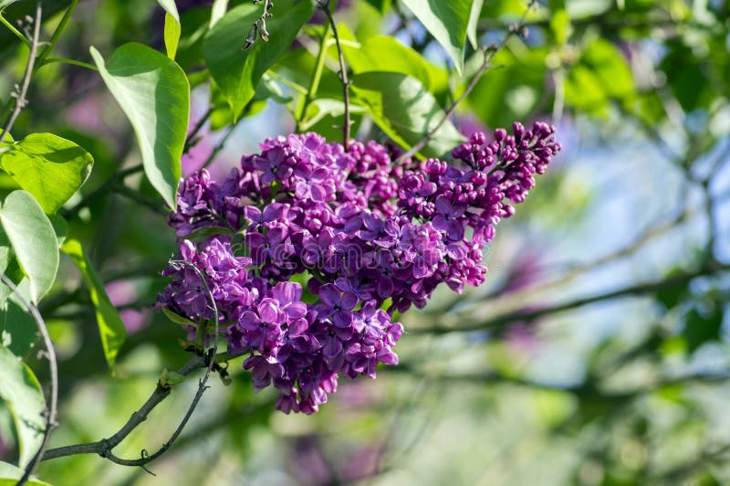 Syringa vulgaris flowering plant in the olive family oleaceae, deciduous shrub with group of dark violet purple flowers