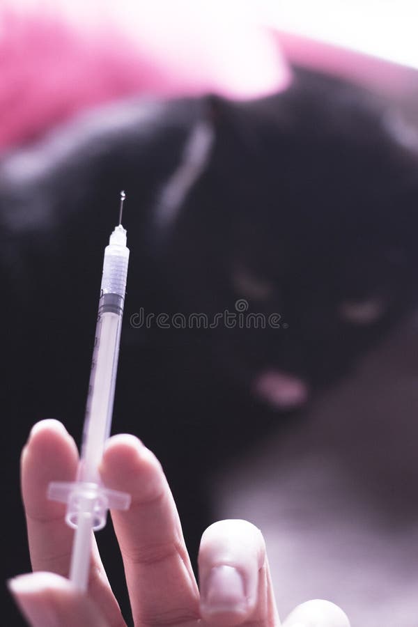 156 Cat Insulin Stock Photos Free & RoyaltyFree Stock Photos from