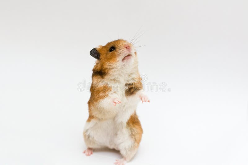 Syrischer Hamster stockfotos Syrischer Hamster stockfotos