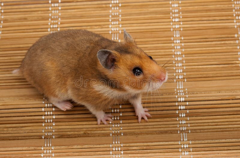 Syrischer Hamster, Goldhamster (Mesocricetus auratus) stockbilder Syrischer Hamster, Goldhamster (Mesocricetus auratus) stockbilder