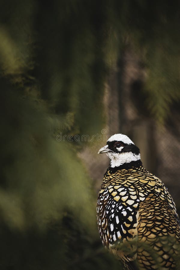 Syrmaticus reevesii, royal pheasant, gold, with beautiful color and green blurry background. Syrmaticus reevesii, royal pheasant, gold, with beautiful color and green blurry background