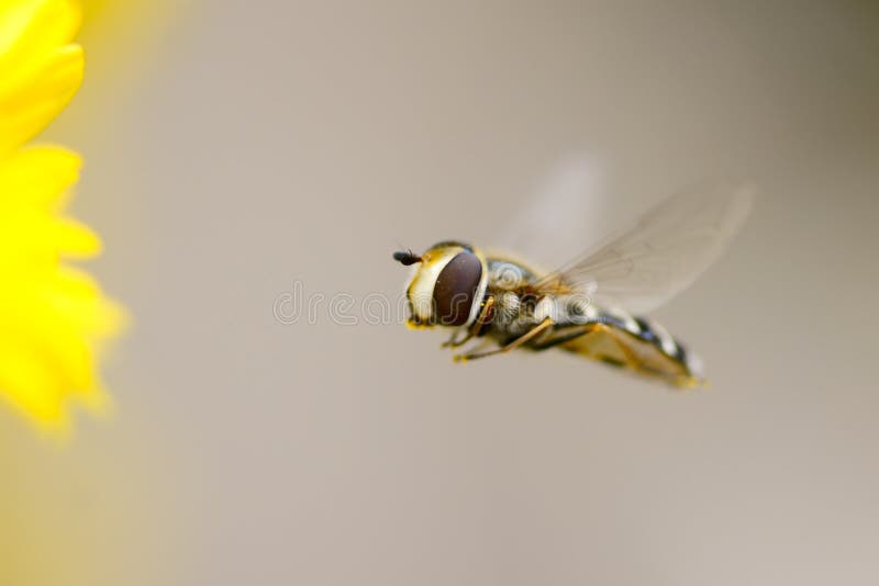 Syrphus fly