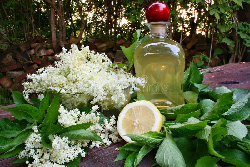 Syrup of Flowers Elderberry Stock Photo Image of elderflower, natural