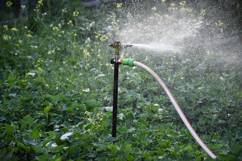 Système De Pulvérisation D'eau De Brouillard Pour L'irrigation Des Potagers  Ou Des Jardins Image stock - Image du agriculture, botanique: 222081917