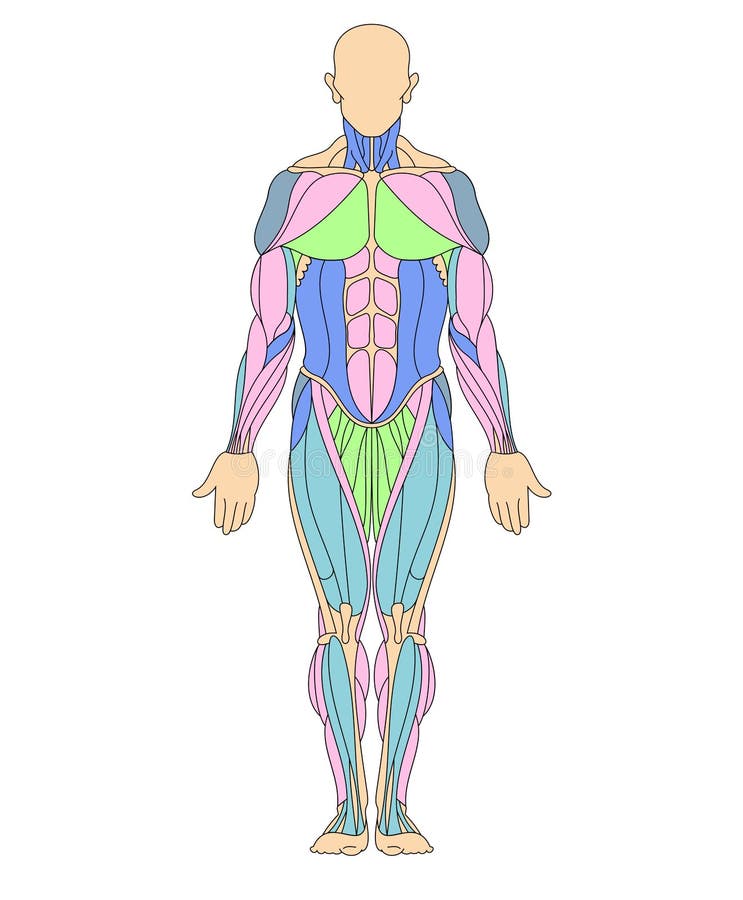 Homme principal de muscle illustration stock. Illustration du