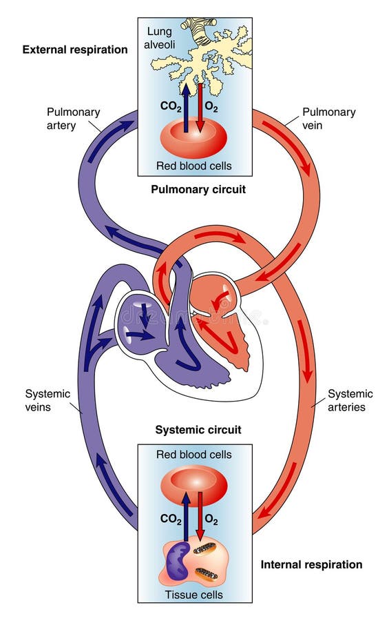 Diagramma del cuore, mostrando il sistemica (corpo) e di circolazione polmonare (polmoni) in circolazione.