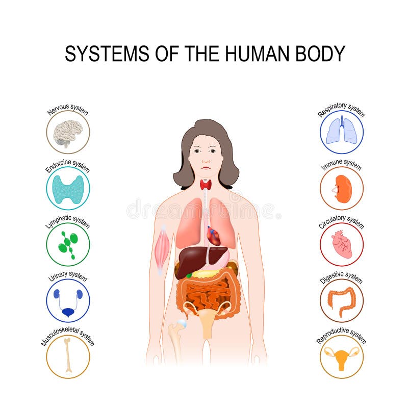 Systems of the human body