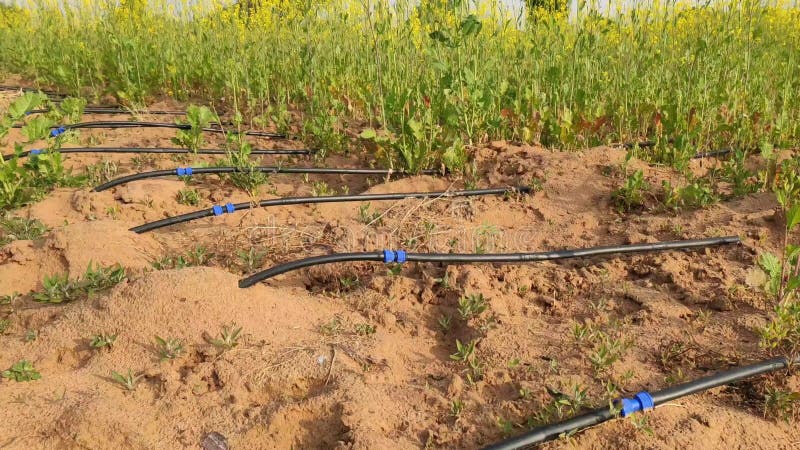 Système d'irrigation au goutte à goutte dans le domaine de fleurs jaune de culture de moutarde de la culture de moutarde banque de vidéos