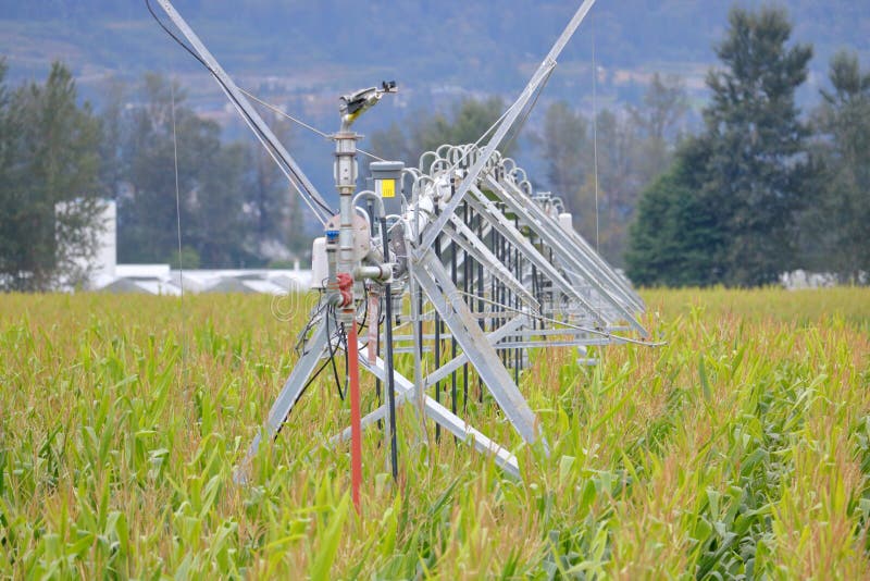 Système d'irrigation en métal dans le domaine de maïs. Le cadre en métal installait un système d'irrigation à haute pression pour arroser de grands secteurs de ferme