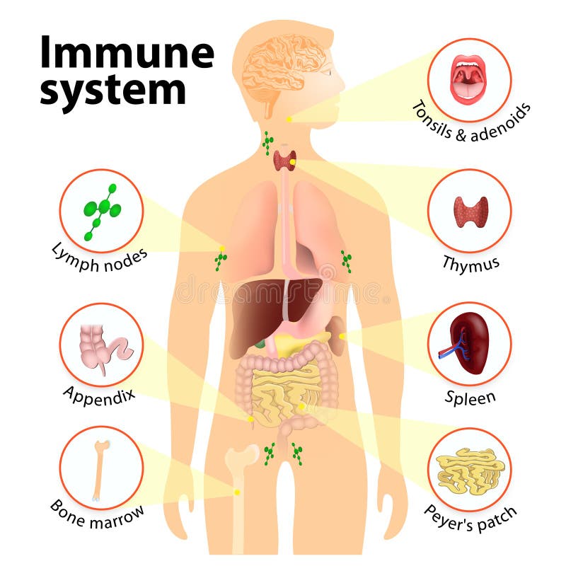 Système immunitaire illustration stock
