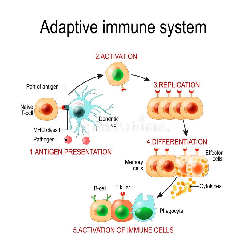 Système immunitaire adaptatif de présentation d'antigène à l'activation o
