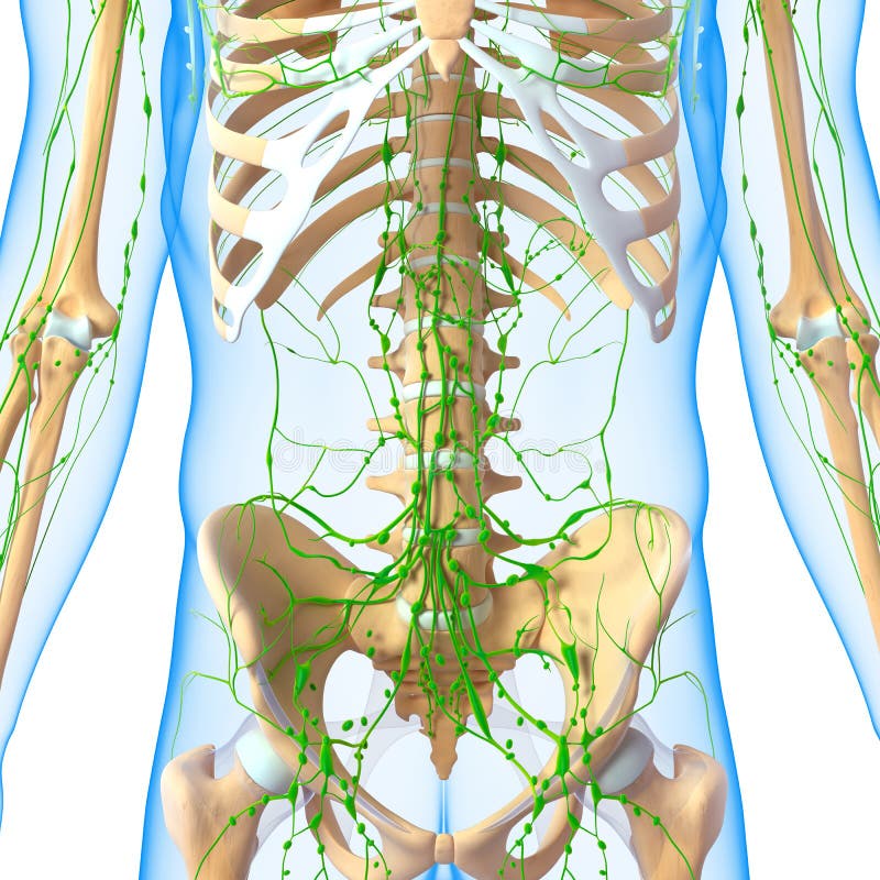 Système Lymphatique Masculin Avec Le Squelette Illustration Stock