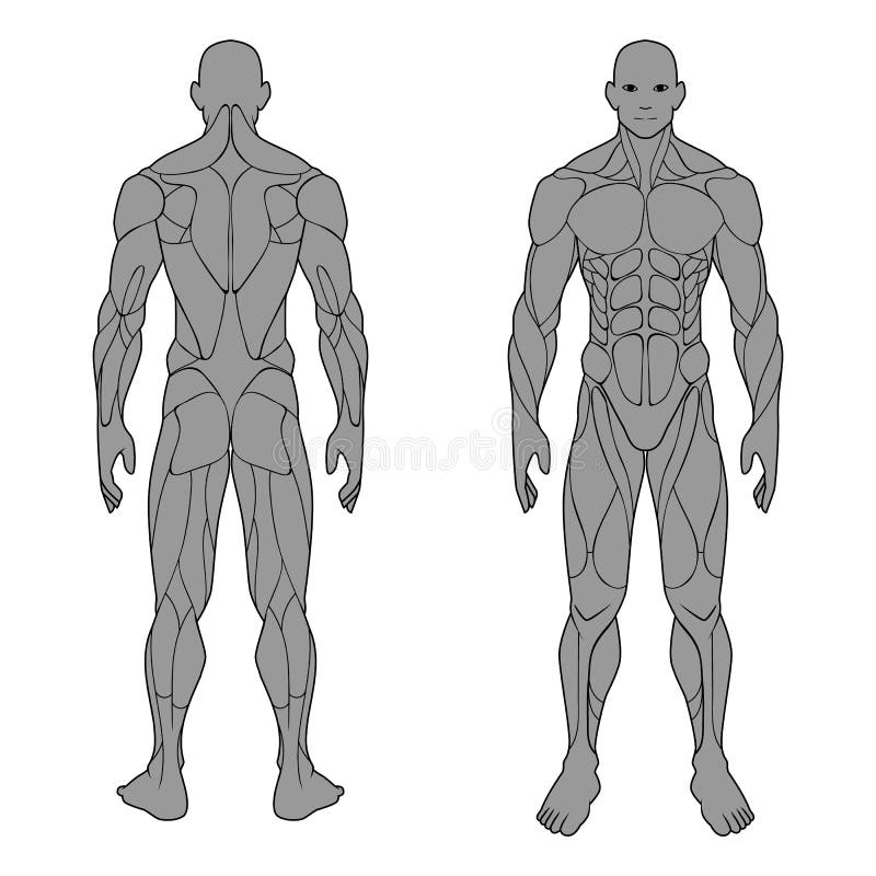 Système musculaire d'homme d'anatomie de corps humain, avant et arrière masculin des muscles affiche médicale plate de plan de gy illustration de vecteur Système musculaire d'homme d'anatomie de corps humain, avant et arrière masculin des muscles affiche médicale plate de plan de gy illustration de vecteur