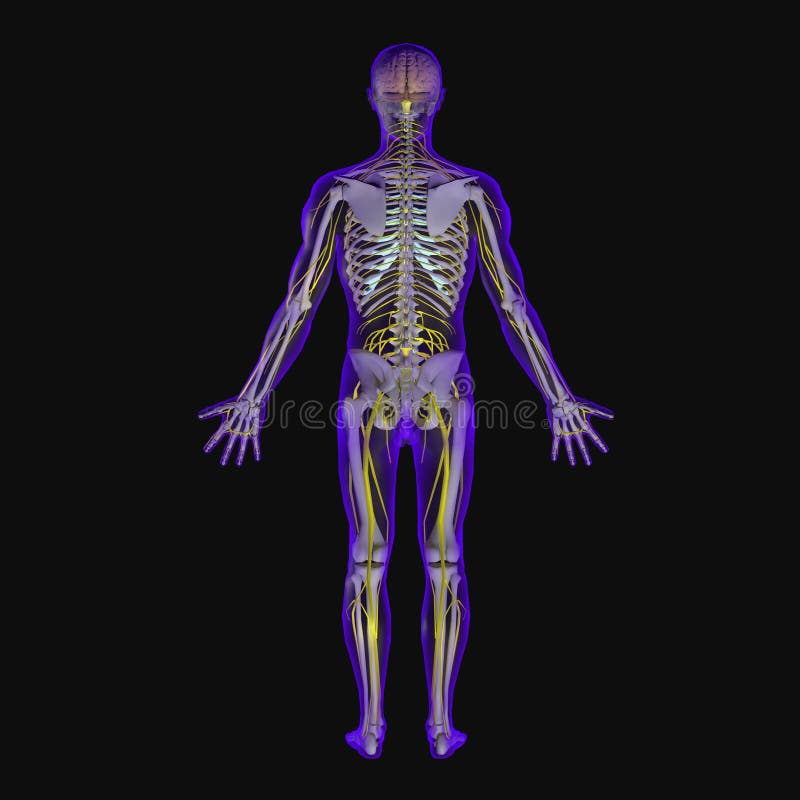 Système Nerveux illustration de vecteur