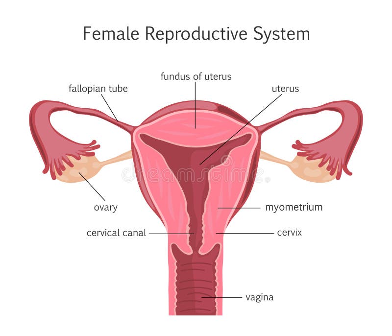 Système reproducteur femelle