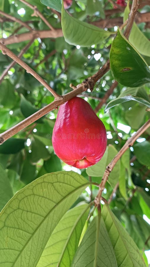 Syzygium aqueum (watery rose apple, water apple, bell fruit, jambu air) fruits on the tree