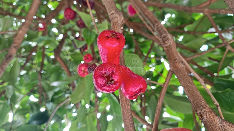 Syzygium aqueum (watery rose apple, water apple, bell fruit, jambu air) fruits on the tree