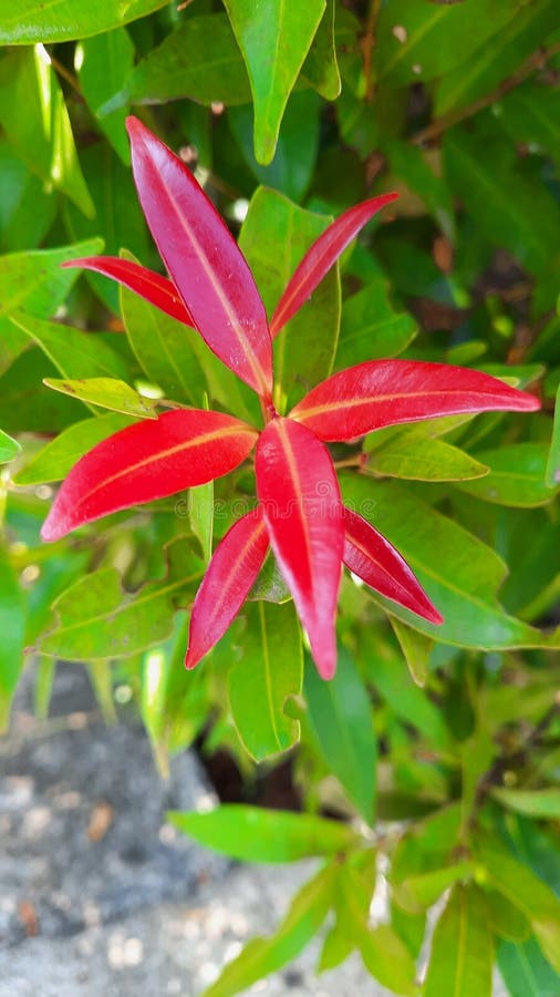 The leaves are opposite, simple, lanceolate from 4–8 cm long. Flowers are white and in clusters. The pink, elongated, edible fruits range from a size of 1.5 to 2.3 centimeters long, and ripen mainly in summer and autumn. The fruit surrounds a small, circular seed. The flavour of the fruit is described as having a refreshing taste, and have a small hint of sourness to them. The leaves are opposite, simple, lanceolate from 4–8 cm long. Flowers are white and in clusters. The pink, elongated, edible fruits range from a size of 1.5 to 2.3 centimeters long, and ripen mainly in summer and autumn. The fruit surrounds a small, circular seed. The flavour of the fruit is described as having a refreshing taste, and have a small hint of sourness to them