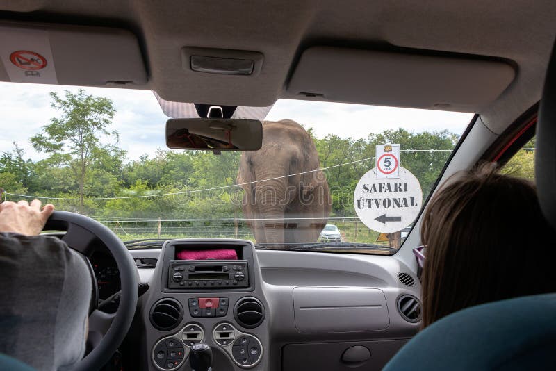 Picture of an elephant from a car in a car safari park in Hungary, writing on the sign in stock photo Picture of an elephant from a car in a car safari park in Hungary, writing on the sign in stock photo