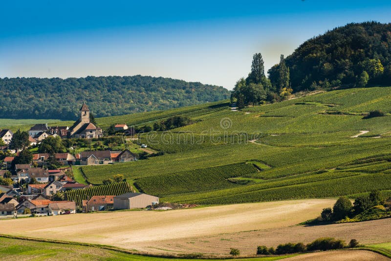 Szampańscy winnicy Cuis w Marne dziale, Francja zdjęcie stock Szampańscy winnicy Cuis w Marne dziale, Francja zdjęcie stock