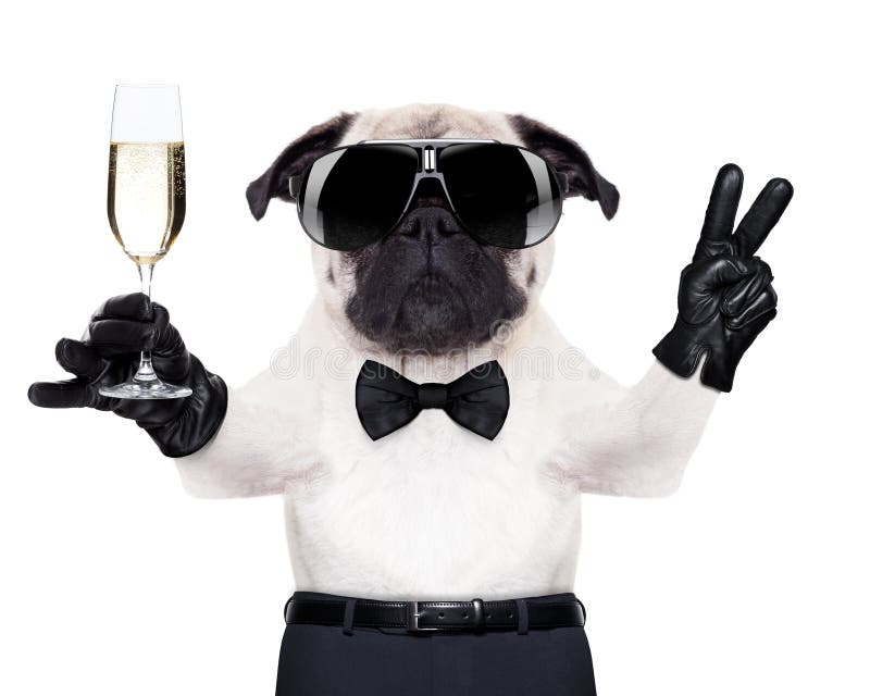 Pug with a champagne glass and victory or peace fingers toasting for new year , looking so cool. Pug with a champagne glass and victory or peace fingers toasting for new year , looking so cool