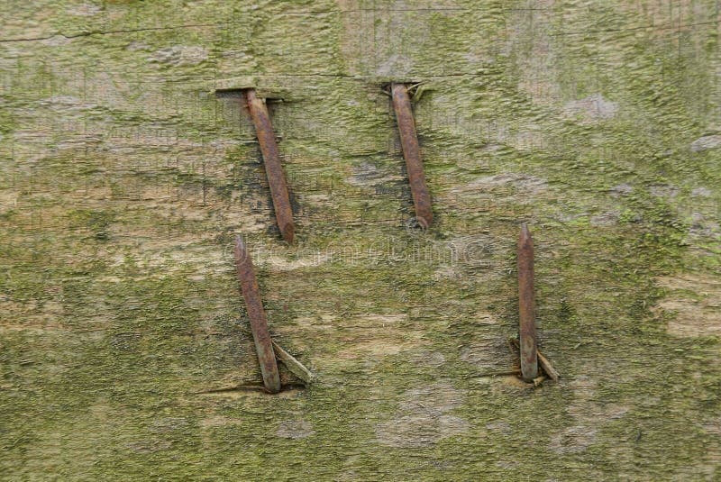 Old gray wooden board with hammered bent rusty brown nails. Old gray wooden board with hammered bent rusty brown nails