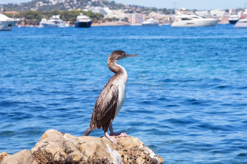 Szara ptaszyna Kormoran Phalacrocorax aristotelis na kamieniu plaży Palma Nova obrazy royalty free Szara ptaszyna Kormoran Phalacrocorax aristotelis na kamieniu plaży Palma Nova obrazy royalty free