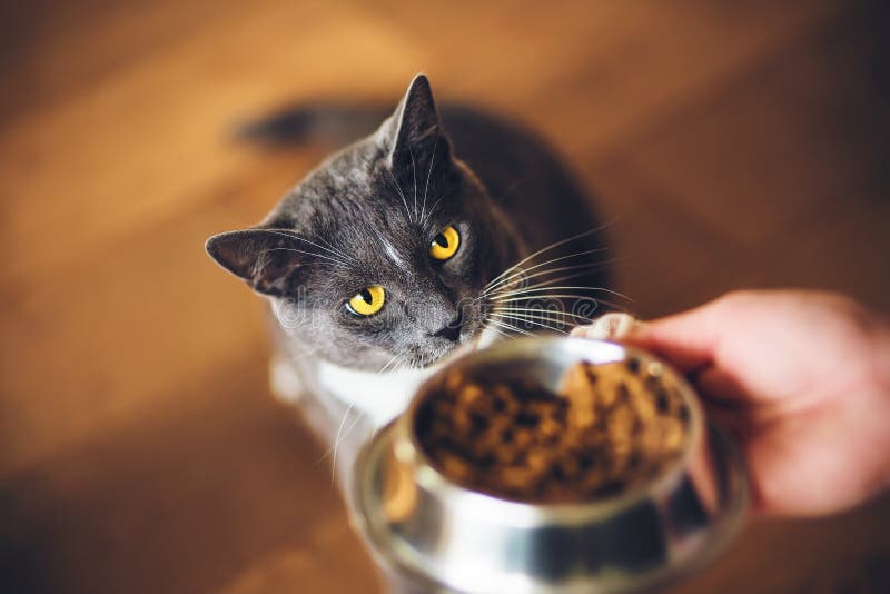 A cute grey domestic hungry cat with yellow eyes ask for dry food, which is in a bowl in the person`s hand. Feeding a pet. A cute grey domestic hungry cat with yellow eyes ask for dry food, which is in a bowl in the person`s hand. Feeding a pet