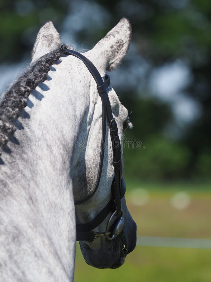 A plaited grey horse stands in hand in the show ring. A plaited grey horse stands in hand in the show ring