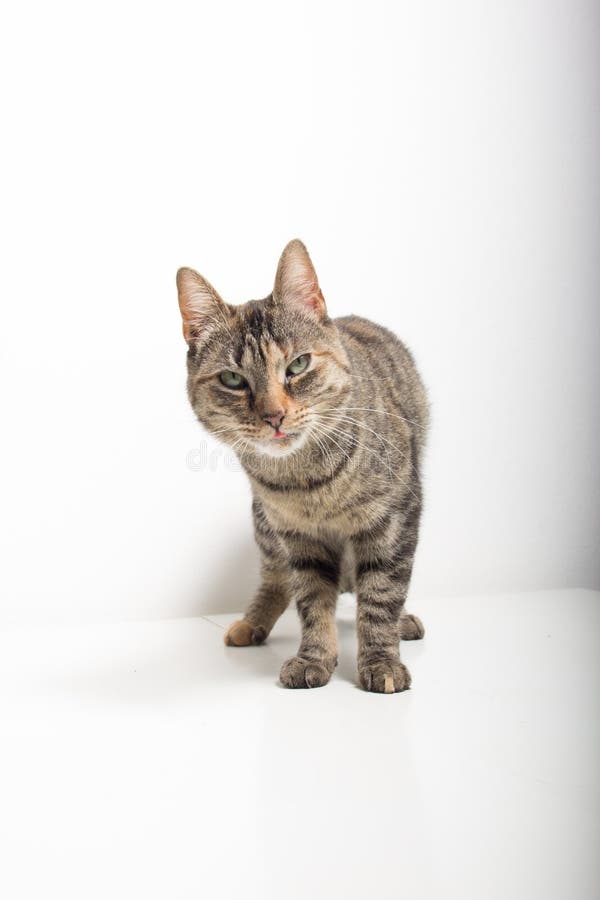 Szary tabby kot jest przygl?daj?cy w kamer? zdjęcie royalty free Szary tabby kot jest przygl?daj?cy w kamer? zdjęcie royalty free