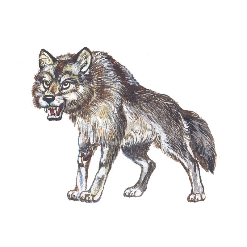 Волк по китайски звучит. Хищные животные. Бурый волк. Бурый волк иллюстрации. Иллюстрация к произведению волк.