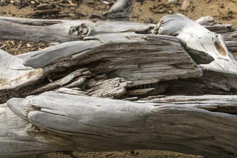Szczegół bielący driftwood logował się Flagstenga jezioro, północno-zachodni obrazy stock Szczegół bielący driftwood logował się Flagstenga jezioro, północno-zachodni obrazy stock