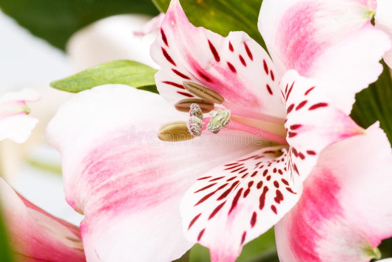 Detail of bouquet of pink lily flower on white background. Detail of bouquet of pink lily flower on white background