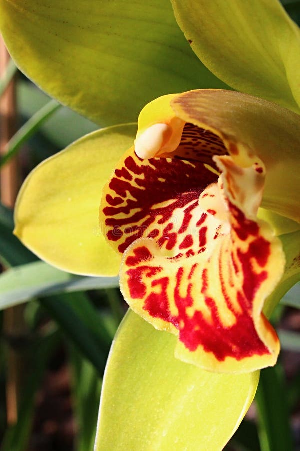 Szczegół niejednolita czerwieÅ„ biaÅ‚a warga żółtego Cymbidium storczykowy kwiat zdjęcie stock Szczegół niejednolita czerwieÅ„ biaÅ‚a warga żółtego Cymbidium storczykowy kwiat zdjęcie stock