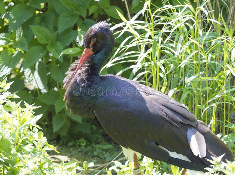 Szczegół w górę portreta Czarny bocian z czerwonym rachunkiem i tęczą upierza, glansowany upierzenia Ciconia nigra na zielonej tr obrazy stock Szczegół w górę portreta Czarny bocian z czerwonym rachunkiem i tęczą upierza, glansowany upierzenia Ciconia nigra na zielonej tr obrazy stock