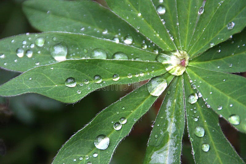 Szczegółowe informacje o zamknięciu Lupine Leaves Holding Raindrops obraz royalty free Szczegółowe informacje o zamknięciu Lupine Leaves Holding Raindrops obraz royalty free