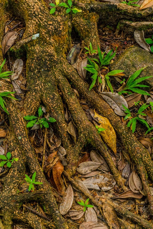 Szczegółowe korzenie drzew otoczone zielonymi liśćmi i glebą ukazującą naturę zawiłe wzorce obraz stock