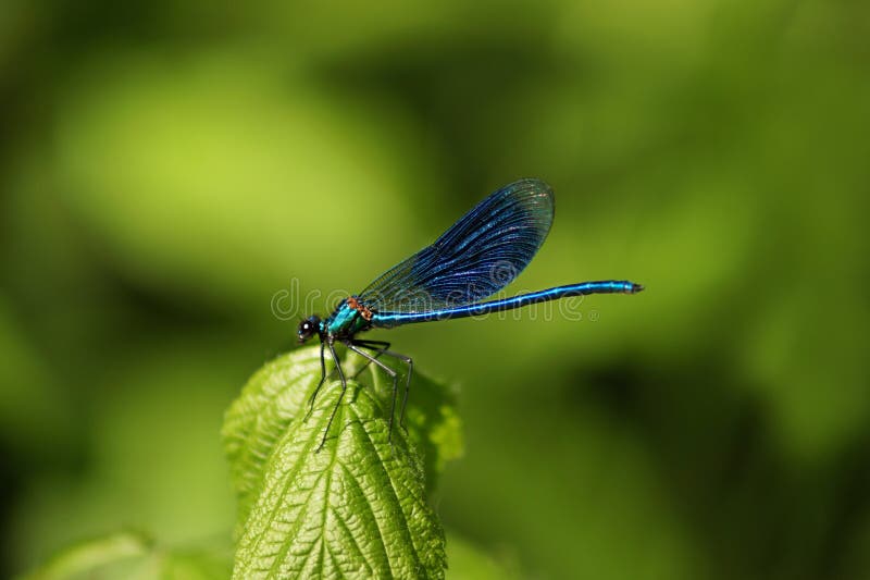 Szczegółowy makro- wizerunek dragonfly na zielonej roślinie obrazy royalty free Szczegółowy makro- wizerunek dragonfly na zielonej roślinie obrazy royalty free