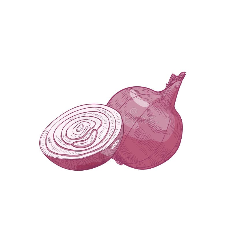 Szczegółowy naturalny rysunek rżnięta i cała czerwona cebula Świeży organicznie dojrzały surowy warzywo lub zbierająca uprawa odi royalty ilustracja Szczegółowy naturalny rysunek rżnięta i cała czerwona cebula Świeży organicznie dojrzały surowy warzywo lub zbierająca uprawa odi royalty ilustracja