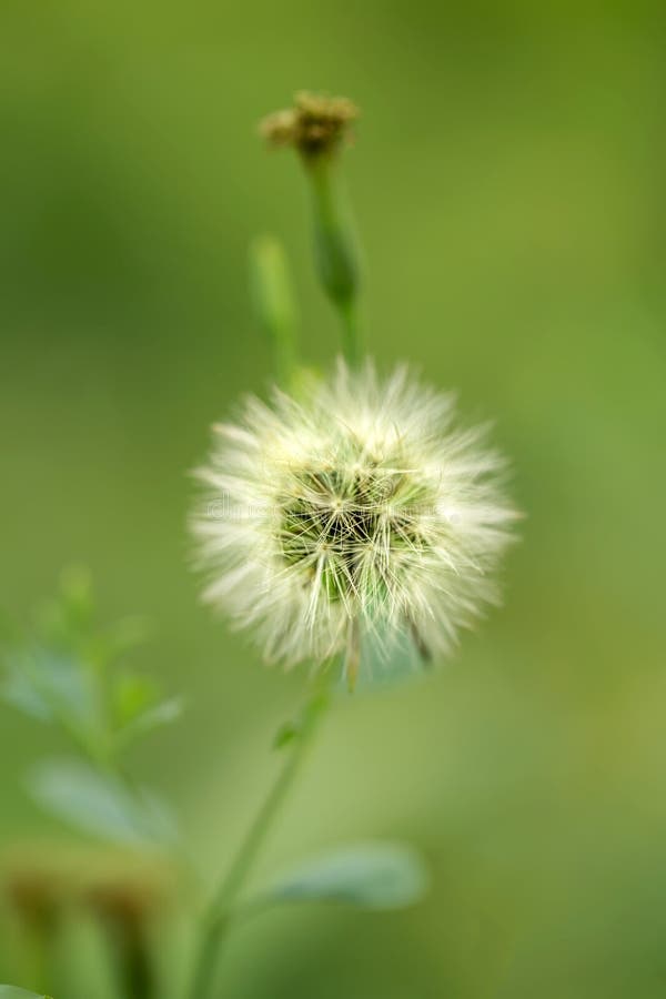 Szczegółu Dandelion, Taraxacum Officinale na środku lub Bokeh na Zielonym Naturalnym tle Z naturalnym światłem zdjęcia stock Szczegółu Dandelion, Taraxacum Officinale na środku lub Bokeh na Zielonym Naturalnym tle Z naturalnym światłem zdjęcia stock